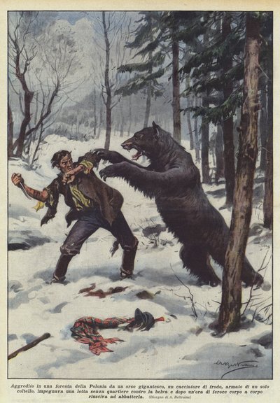 Agredido en un bosque de Polonia por un oso gigantesco, un cazador furtivo... de Achille Beltrame